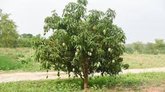 ತುಳಿಯುವವರು ಸಾವಿರ ಮೇಲೆತ್ತುವನು ಒಬ್ಬನೇ !