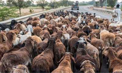 ಪಶುಪಾಲನಾ ಭವಿಷ್ಯ ಮತ್ತು ಮಣ್ಣಿನ ಆರೋಗ್ಯ