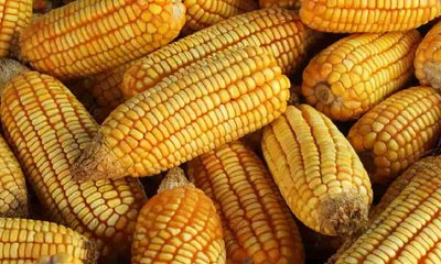 ಭಾರೀ ಮಳೆಗೆ ಮೆಕ್ಕೆಜೋಳ ಶೇ, 40 ಇಳುವರಿ ಕುಸಿತ