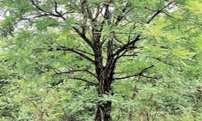 ಮುಟ್ಟಿದರೆ ಕಪ್ಪಾಗಿಸುವ ಮಸಿವಾಳ !