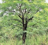 ಮುಟ್ಟಿದರೆ ಕಪ್ಪಾಗಿಸುವ ಮಸಿವಾಳ !
