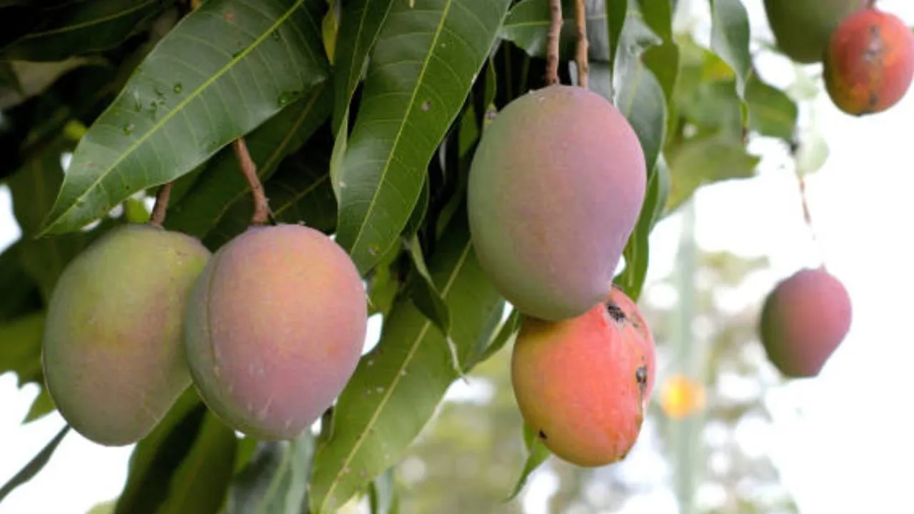 ನೈಸರ್ಗಿಕವಾಗಿ ಮಾಗಿದ ಮಾವಿನ ಹಣ್ಣನ್ನು ಗುರುತಿಸಬೇಕೆ? ಈ ಸುಲಭ ವಿಧಾನ ಫಾಲೋ ಮಾಡಿ - Image 1