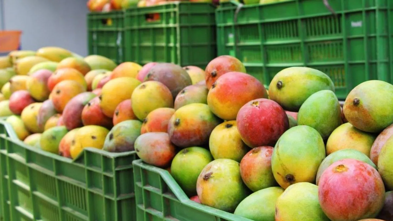 ನೈಸರ್ಗಿಕವಾಗಿ ಮಾಗಿದ ಮಾವಿನ ಹಣ್ಣನ್ನು ಗುರುತಿಸಬೇಕೆ? ಈ ಸುಲಭ ವಿಧಾನ ಫಾಲೋ ಮಾಡಿ - Image 4