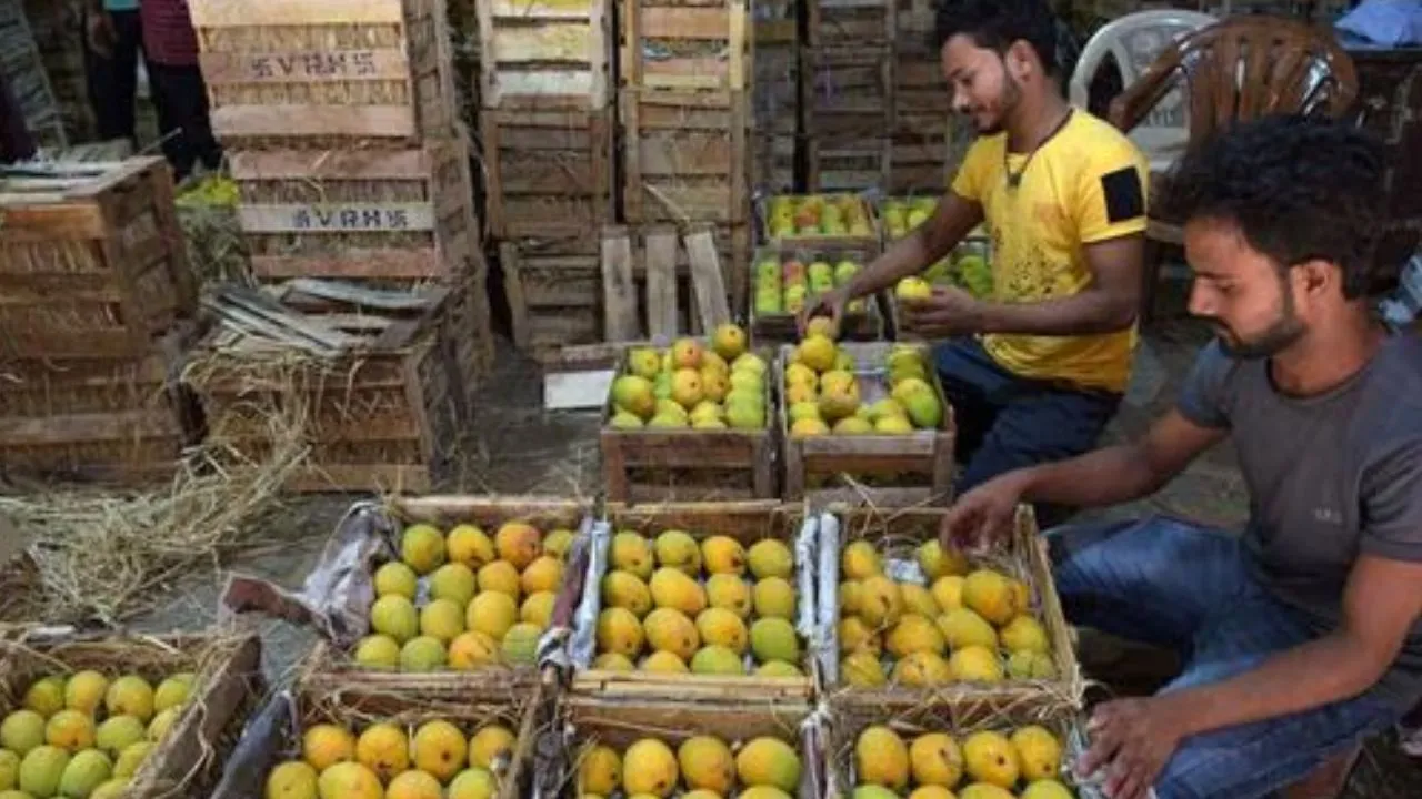 ನೈಸರ್ಗಿಕವಾಗಿ ಮಾಗಿದ ಮಾವಿನ ಹಣ್ಣನ್ನು ಗುರುತಿಸಬೇಕೆ? ಈ ಸುಲಭ ವಿಧಾನ ಫಾಲೋ ಮಾಡಿ - Image 6