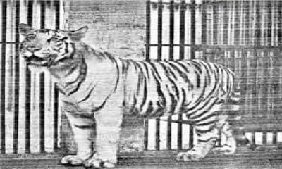 ಉಪವಾಸ ಮಾಡಿದ್ದ ವಿಶ್ವದ ಮೊದಲ ಬಿಳಿ ಹುಲಿ