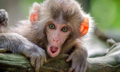 ಮಲೆನಾಡಿನಲ್ಲಿ ಮತ್ತೆ ಮಂಗನ ಕಾಯಿಲೆ ಆತಂಕ, 8 ಜನರಲ್ಲಿ ಕೆಎಫ್‌ಡಿ ವೈರಸ್