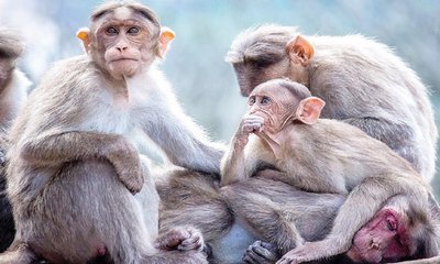 ಕಪಿಗೆ ʼಚಪಲತೆʼ ಸಹಜಂ !