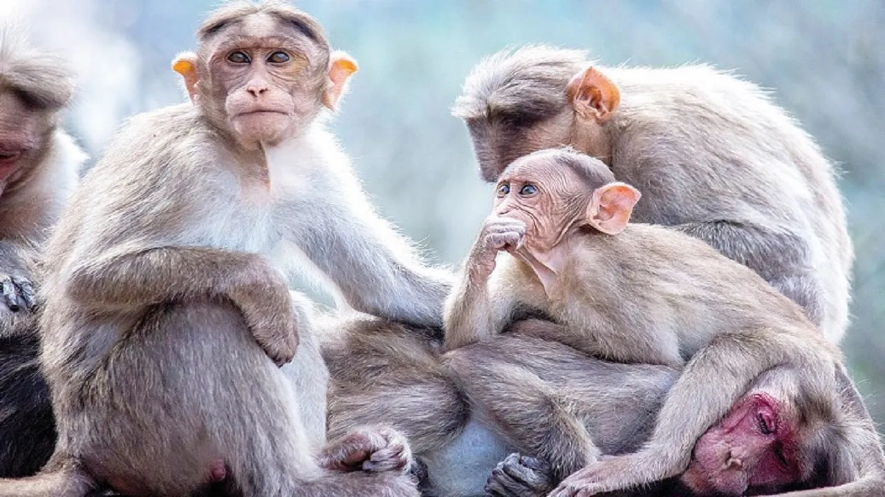 ಕಪಿಗೆ ʼಚಪಲತೆʼ ಸಹಜಂ !