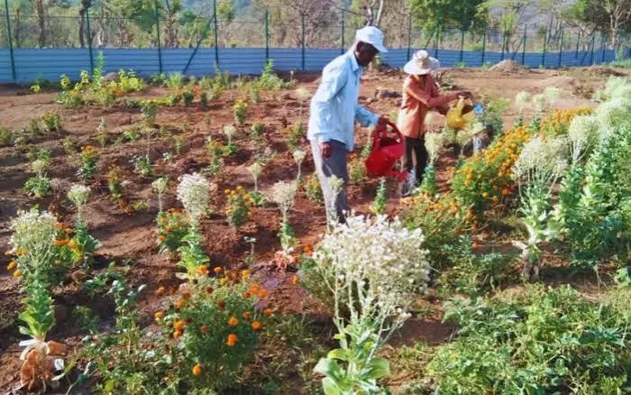 natural krishi