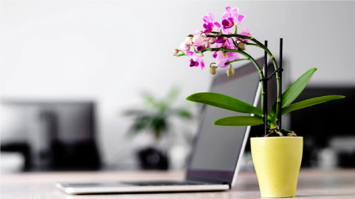 office1