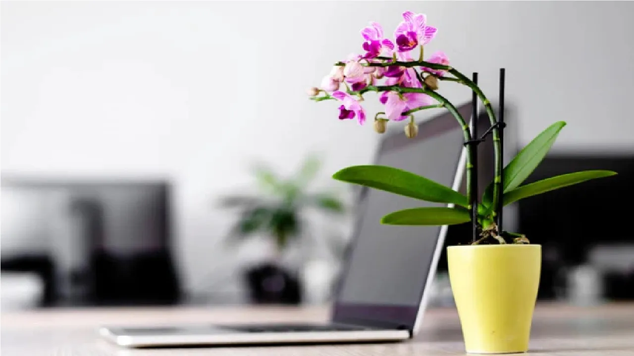 office1