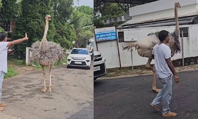ಟ್ರಾಫಿಕ್‌ ರೂಲ್ಸ್‌ ಫಾಲೋ ಮಾಡಿದ ಆಸ್ಪ್ರಿಚ್‌; ನೆಟ್ಟಿಗರು ಹೇಳಿದ್ದೇನು?