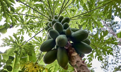 ಮನೆಯ ಸಂತೋಷ ಹಾಳು ಮಾಡುತ್ತದೆ ಈ ಗಿಡ