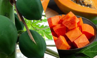 ಹಸಿ- ಹಣ್ಣಾದ ಪಪ್ಪಾಯಿ:  ಮಧುಮೇಹ ನಿಯಂತ್ರಣಕ್ಕೆ ಯಾವುದು ಒಳಿತು?