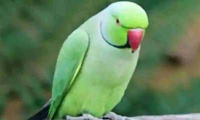 Roopa Gururaj Column: ಭಕ್ತಿಭಾವ ಇಲ್ಲದ ನಾಮಸ್ಮರಣೆ ಗಿಳಿಪಾಠದಂತೆ...