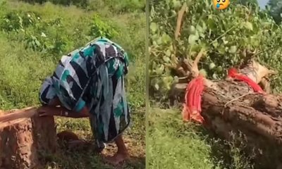 ಮಗುವಿನಂತೆ ಸಾಕಿ ಸಲಹಿದ್ದ ಅಶ್ವತ್ಥ ಮರ ಕಡಿದ ದುಷ್ಕರ್ಮಿಗಳು