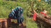 ಮಗುವಿನಂತೆ ಸಾಕಿ ಸಲಹಿದ್ದ ಅಶ್ವತ್ಥ ಮರ ಕಡಿದ ದುಷ್ಕರ್ಮಿಗಳು