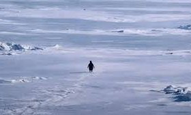 ವೈರಲ್ ಆದ ನಿಹಿಲಿಸ್ಟ್ ಪೆಂಗ್ವಿನ್ ಹಿನ್ನೆಲೆ ಗೊತ್ತಾ?