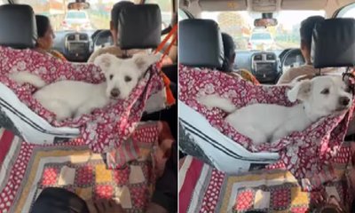 ಮುದ್ದಿನ ಶ್ವಾನಕ್ಕಾಗಿಯೇ ಈ ಕ್ರಿಯೇಟಿವ್ ಹ್ಯಾಕ್!