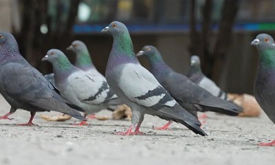 ಪಾರಿವಾಳಗಳಿಗೆ ಆಹಾರ ಹಾಕುತ್ತೀರಾ? ಈ ಸುದ್ದಿ ಓದ್ಲೇಬೇಕು