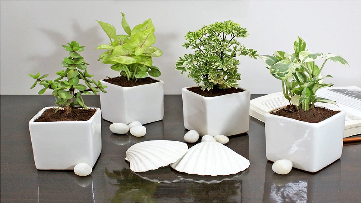 plant1