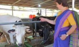 ಕೇರಳದ ಕೊಟ್ಟಿಗೆಯಲ್ಲಿ ಆಲಿಯಾ ಭಟ್‌ ಭೇಟಿಯಾದ ಪ್ರಿಯಾಂಕಾ ಗಾಂಧಿ!