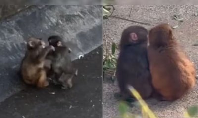 ಜಪಾನ್‌ನ ಕೋತಿ ಮರಿ ಪಂಚ್‌ಗೆ ಸಿಕ್ಕಿದ್ದಾಳೆ ಗೆಳತಿ