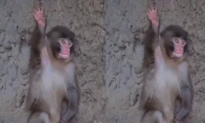 ಪ್ರವಾಸಿಗರಿಗೆ ಬೈ- ಬೈ ಹೇಳಿದ ಪಂಚ್; ಕ್ಯೂಟ್ ವಿಡಿಯೊ ನೋಡಿ