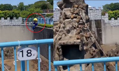 ಪಂಚ್ ಕೋತಿಯ ವಿಡಿಯೊ ಮಾಡಲು ಹೋಗಿ ಜೈಲು ಸೇರಿದ ಪ್ರವಾಸಿಗರು