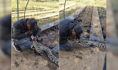 ಪ್ರಜ್ಞೆತಪ್ಪಿ ಬಿದ್ದಿದ್ದ ಹೆಬ್ಬಾವಿಗೆ ಪುನರ್ಜನ್ಮ ನೀಡಿದ ಉರಗ ರಕ್ಷಕ