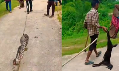 ಮೇಕೆ ನುಂಗಿದ ದೈತ್ಯ ಹೆಬ್ಬಾವನ್ನು ಕೊಡಲಿಯಿಂದ ಹೊಡೆದು ಕೊಂದ ಜನ