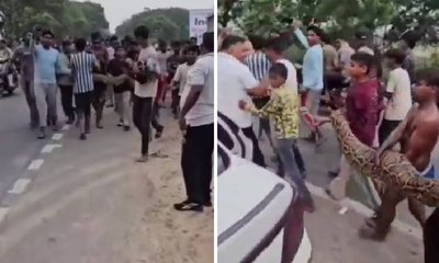 ಮಕ್ಕಳ ಕೈಯಲ್ಲಿ ದೈತ್ಯ ಹೆಬ್ಬಾವು; ಏನಿದು ವಿಡಿಯೊ?