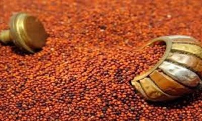 5 ಕ್ವಿಂಟಾಲ್‌ʼಗೆ ಸಾವಿರ ದಾಟಿದ ರಾಗಿ ಬೆಲೆ