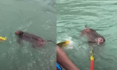 ನದಿಯ ಪ್ರವಾಹದಲ್ಲಿ ಮುಳುಗುತ್ತಿದ್ದ ಕೋತಿಯನ್ನು ರಕ್ಷಿಸಿದ ರಾಫ್ಟಿಂಗ್ ತಂಡ