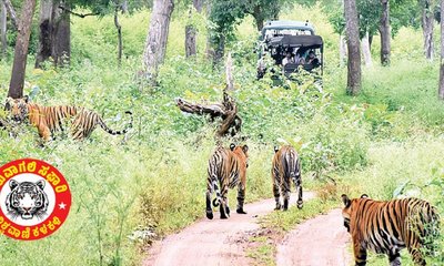 ಅಮಾಯಕ ಹುಲಿಗಳು ಮಾಡಿದ ತಪ್ಪಾದರೂ ಏನು ?