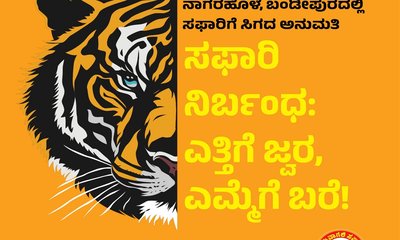 Safari restrictions: ಸಫಾರಿ ನಿರ್ಬಂಧ: ಎತ್ತಿಗೆ ಜ್ವರ, ಎಮ್ಮೆಗೆ ಬರೆ !