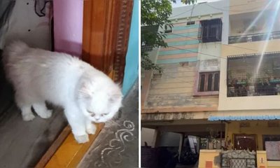 ಸಾಕು ಬೆಕ್ಕಿನ ಸಾವಿನಿಂದ ದುಃಖಿತಳಾದ ಯುವತಿ ಆತ್ಮಹತ್ಯೆ