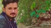 ಮರಿಗಳ ಜತೆ ಇದ್ದ ಚಿರತೆ ಬಳಿ ಹೋಗಿ ವಿಡಿಯೊ ಮಾಡಿದ ಭೂಪ