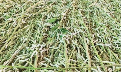 ರೇಷ್ಮೆ ಉತ್ಪಾದನೆ: ತುಮಕೂರು ರಾಜ್ಯದಲ್ಲೇ ಪ್ರಥಮ