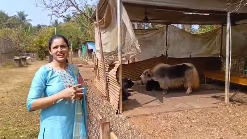 sirsi's Amazing Pet Plane