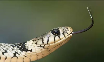 ನಾಗರಹಾವನ್ನು ಕಚ್ಚಿ ಕೊಂದ ಒಂದು ವರ್ಷದ ಮಗು