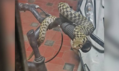 ವೈರಲ್ ಆಯ್ತು ಸೈಕಲ್ ಹ್ಯಾಂಡಲ್ ಮೇಲೆ ಕುಳಿತ ನಿಗೂಢ ಹಾವು