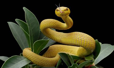 ಹಾವು ಕಡಿತದಿಂದ ಸಾವು: ಕರ್ನಾಟಕದಲ್ಲಿಯೇ ಅತ್ಯಧಿಕ! 2025ರಲ್ಲಿ ದುಪ್ಪಟ್ಟು