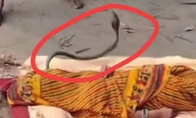ಹಾವು ಕಚ್ಚಿದ ಮಹಿಳೆ ಈ ಮೂಢ ಜನ ಮಾಡಿದ್ದೇನು ಗೊತ್ತಾ?