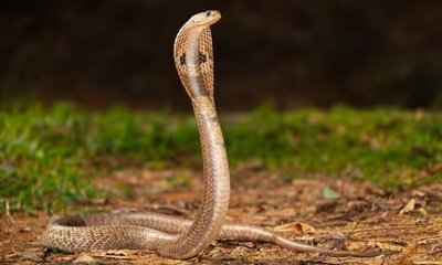 ಕಚ್ಚಿದ ವಿಷಸರ್ಪ ಸಹಿತ ಆಸ್ಪತ್ರೆಗೆ ಓಡೋಡಿ ಬಂದ ರುಕ್ಷಾ ಚಾಲಕ