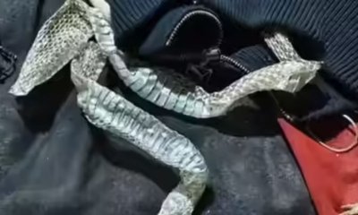 ನನ್ನ ಮಗಳು ನಾಗಿಣಿ ಆಗಿದ್ದಾಳೆ ಎಂದ ತಂದೆ!