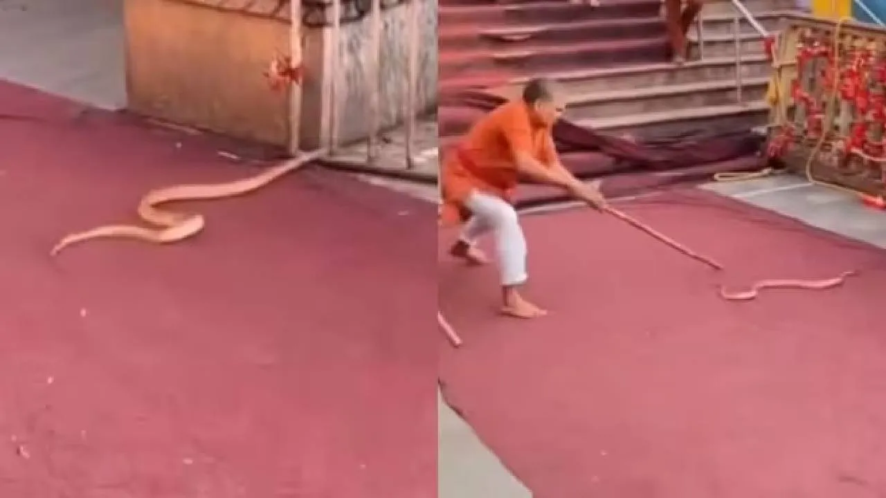 Viral Video: ದೇವಾಲಯದಲ್ಲಿ ಕಾಣಿಸಿಕೊಂಡ ಬೃಹತ್‌ ಸರ್ಪವನ್ನು ಚಿಕ್ಕ ಕೋಲು ಹಿಡಿದು ಹೊರದಬ್ಬಿದ ವೃದ್ಧ; ಭಾರೀ ವೈರಲ್‌ ಆಗ್ತಿದೆ ಈ ವಿಡಿಯೊ