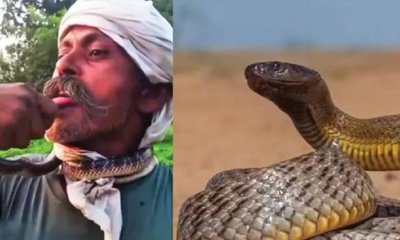 ಹಾವಿನೊಂದಿಗೆ ಸರಸವಾಡಲು ಹೋಗಿ ಐಸಿಯುಗೆ ಸೇರಿದ ಭೂಪ