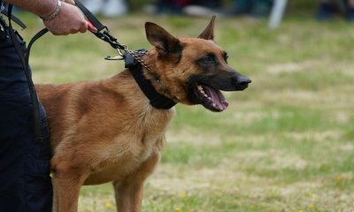 ಕೊಲೆ ಪ್ರಕರಣ ಭೇದಿಸಿದ ಸ್ನಿಫರ್ ನಾಯಿ
