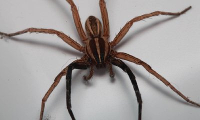 ಜೇಡ ಕಚ್ಚಿದ ಪರಿಣಾಮ ಮಹಿಳೆಯ ಸ್ಥಿತಿ ಗಂಭೀರ!